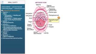 Anatomy and Physiology Oral Cavity [upl. by Laws]