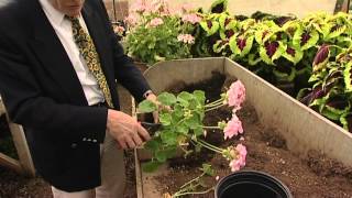 Storing geraniums [upl. by Isherwood]