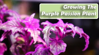 Purple Passion Plant Care  Gynura aurantiaca How to Grow Houseplants [upl. by Aida]