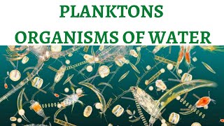 Planktons The Food of Oceans  Phytoplanktons amp Zooplanktons [upl. by Griselda47]