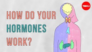 How do your hormones work  Emma Bryce [upl. by Enyahc561]