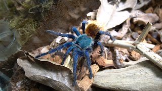 Chromatopelma cyaneopubescens [upl. by Vittorio]