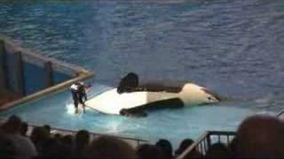 Sea World Shamu Fail [upl. by Adnuahsar]