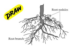 How to draw the diagram of root system of leguminous plant [upl. by Nnaoj]