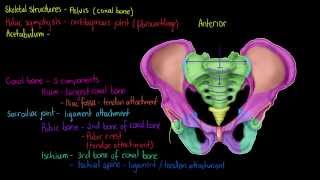 Skeletal Structures The Pelvis [upl. by Tiemroth]