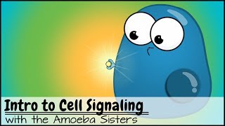 Intro to Cell Signaling [upl. by Aerdna]