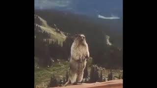 Screaming Beaver Meme Original  Meme Template [upl. by Norga405]