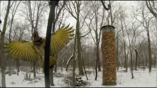 Backyard birding Northern flicker [upl. by Ariak]