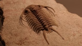 Rare Fossils of Ancient Trilobites [upl. by Clayborn]