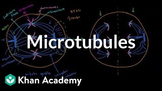 Microtubules  Cells  MCAT  Khan Academy [upl. by Hserus]