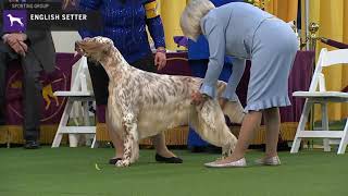 Setters English  Breed Judging 2020 [upl. by Acul]