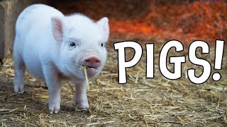 Pigs Pig Facts and Learning About Pigs for Kids [upl. by Gayl]