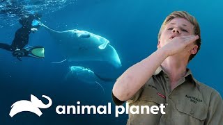 ¡Manta raya golpea la cara de Robert Irwin  Los Irwin  Animal Planet [upl. by Leunamnauj]