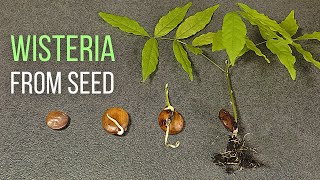 How to grow Wisteria from seed [upl. by Nashoma]