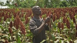 Drought Tolerant Crops give hope to Kenyan farmers Martin Lumalas Story [upl. by Osner]