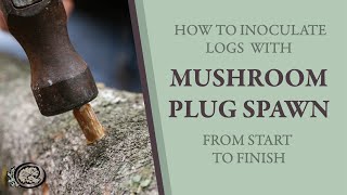 Inoculating Mushroom Logs With Plug Spawn From Start to Finish [upl. by Brothers]