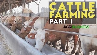 Cattle Farming Part 1  Cattle Farming in the Philippines  Agribusiness Philippines [upl. by Aninay]