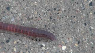 Earthworm Lumbricus Locomotion [upl. by Nedaj]