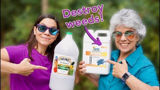 We Tried 30 Natural Vinegar to Kill Weeds  Part 1 [upl. by Jeanie]