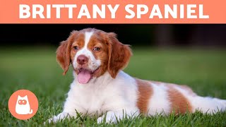 BRITTANY SPANIEL  Characteristics and Care [upl. by Boar]