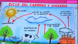 Ciclo del Carbono y el Oxigeno  DibujoYColor [upl. by Hurlbut]