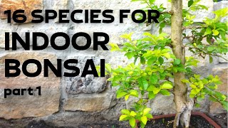 16 Tree Species for Indoor Bonsai Part 1 [upl. by Aicelef238]