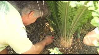 Transplanting a Cycad Palm  Prune Like a Pro [upl. by Wiencke133]