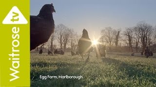 Free Range Eggs  Waitrose TV Ad [upl. by Letnom]