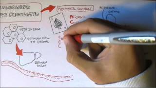 Regulation of Enzyme Activity [upl. by Ahsatniuq]