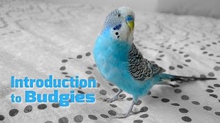 Introduction to Budgies  Budgerigars  Parakeets [upl. by Chrysa]