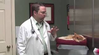 Dog amp Cat Diseases  About Feline Toxoplasmosis [upl. by Snyder]