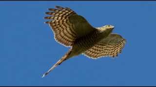 Sparrowhawk Bird Call Bird Song [upl. by Gigi]