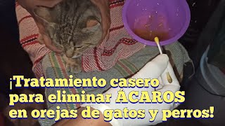 Cómo eliminar ÁCAROS en orejas de gatos y perros [upl. by Yornoc]