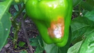 Blossom End Rot in Peppers  Causes and Fixes [upl. by Burley]