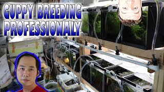 How a Professional Breeds High End Guppies [upl. by Nivlad]