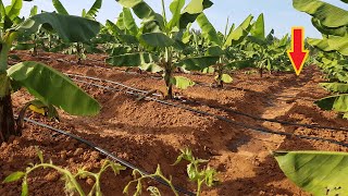 Drip Irrigation using Rainwater for Banana farming  Drip Irrigation system installation [upl. by Ashely]