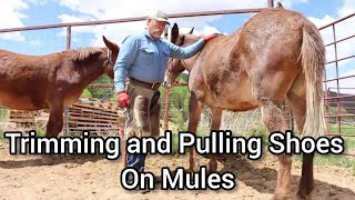 Trimming and Pulling Shoes on Mules  RJF [upl. by Haakon]