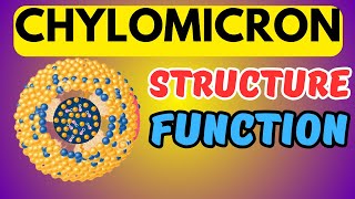 What are Chylomicrons Structure and Function [upl. by Birk]