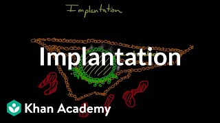 Implantation  Behavior  MCAT  Khan Academy [upl. by Naesal]