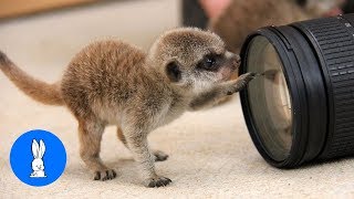 Meerkat Pups Playing  CUTEST Compilation [upl. by Gianna]