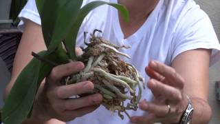 How To Replant Orchids [upl. by Ahsed]