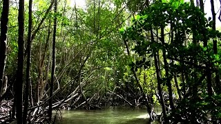 Mangrove Forest Nusa Lembongan [upl. by Christoph]