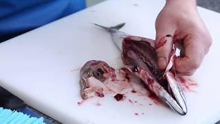 Master Fishmonger Standard Guide to Gutting and Gilling Mackerel [upl. by Karub]