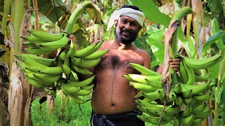 Organic Banana Farming\ Banana From Farm to harvest [upl. by Raphaela3]