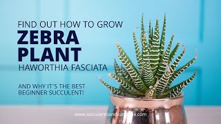 How to take care of Haworthia fasciata quotZebra Plantquot [upl. by Filbert]