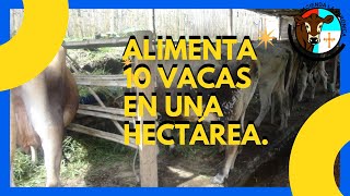 ALIMENTA 10 VACAS EN UNA HECTÁREA [upl. by Julieta]