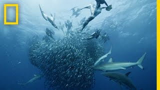 Sardine Feeding Frenzy  50 Shades of Sharks [upl. by Newmann]