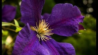 How to prune Group 3 Clematis [upl. by Dusa]