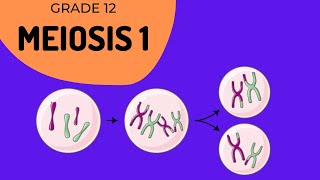 Meiosis 1  Crossing over and Phase identification [upl. by Tymon739]