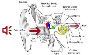 Pediatric Assessments Sensory  OT MIRI [upl. by Dam497]